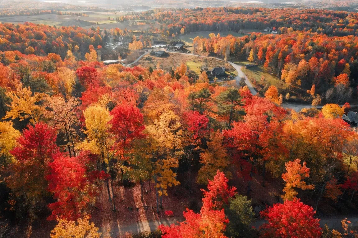 Érablière québécoise aux couleurs flamboyantes de l'automne