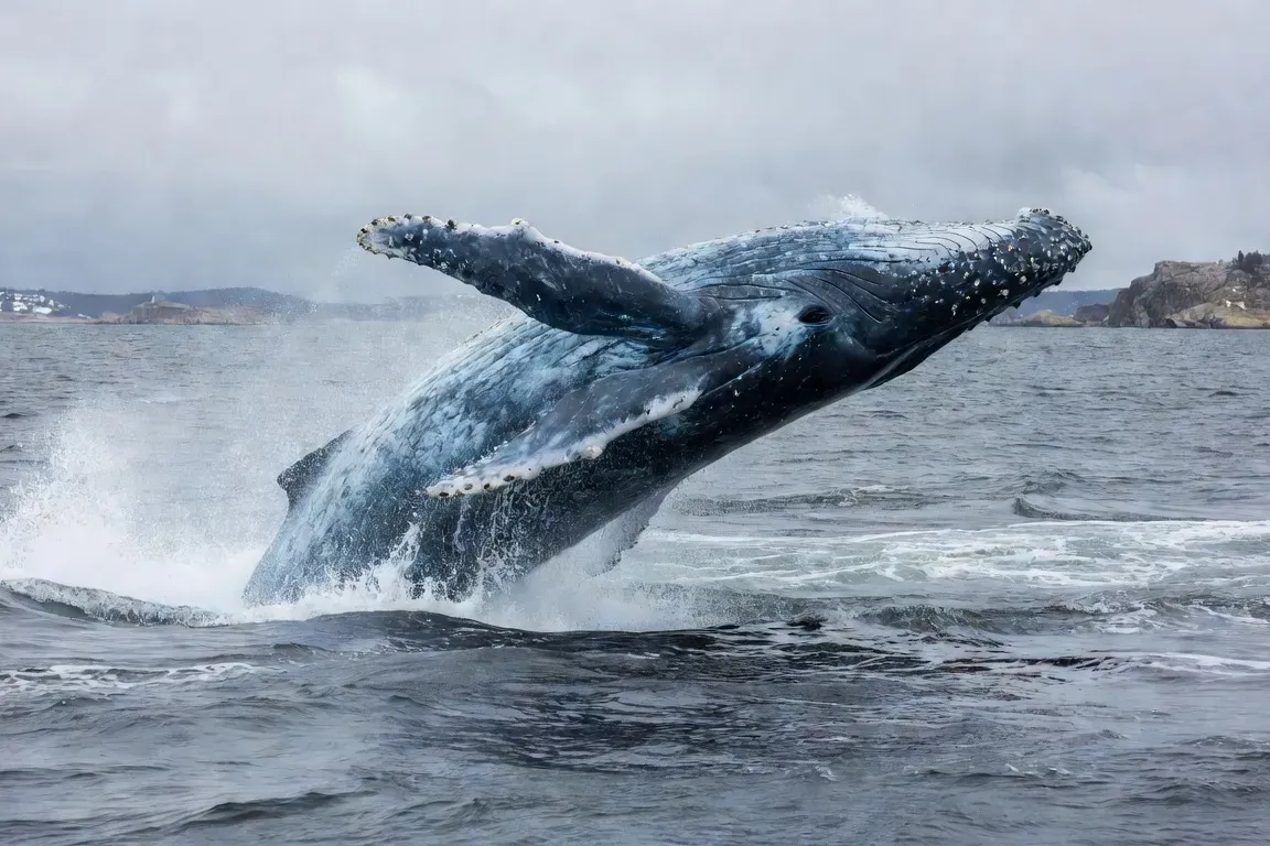 Une baleine bleue émerge des eaux du Saint-Laurent