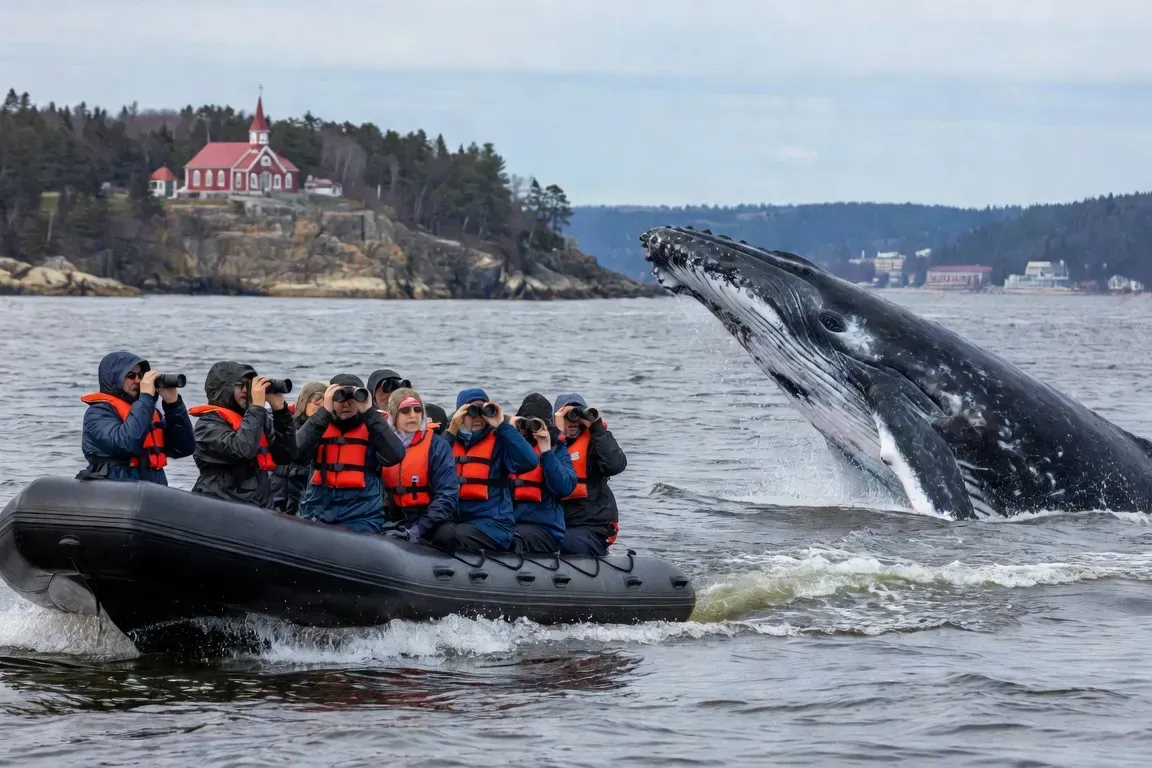 Excursion en zodiac pour l'observation des baleines