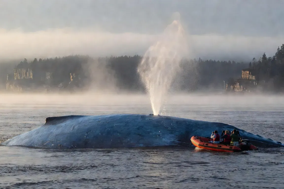 Observer les baleines dans le Saint-Laurent : guide complet
